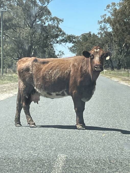 Anyone taking a photo of a bull after a sale knows how tough it is to get them to stand still. This cow had no issue blocking Bedgerabong Road for 10 minutes.