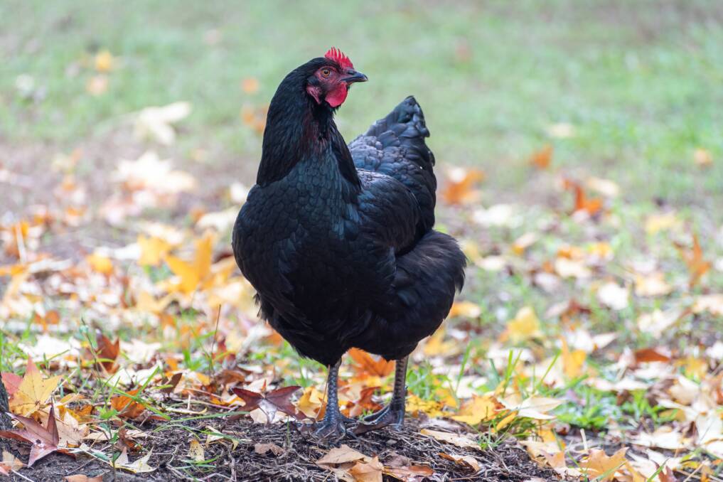 FAVOURITE: The Australorp is considered a good breed for life on the farm.