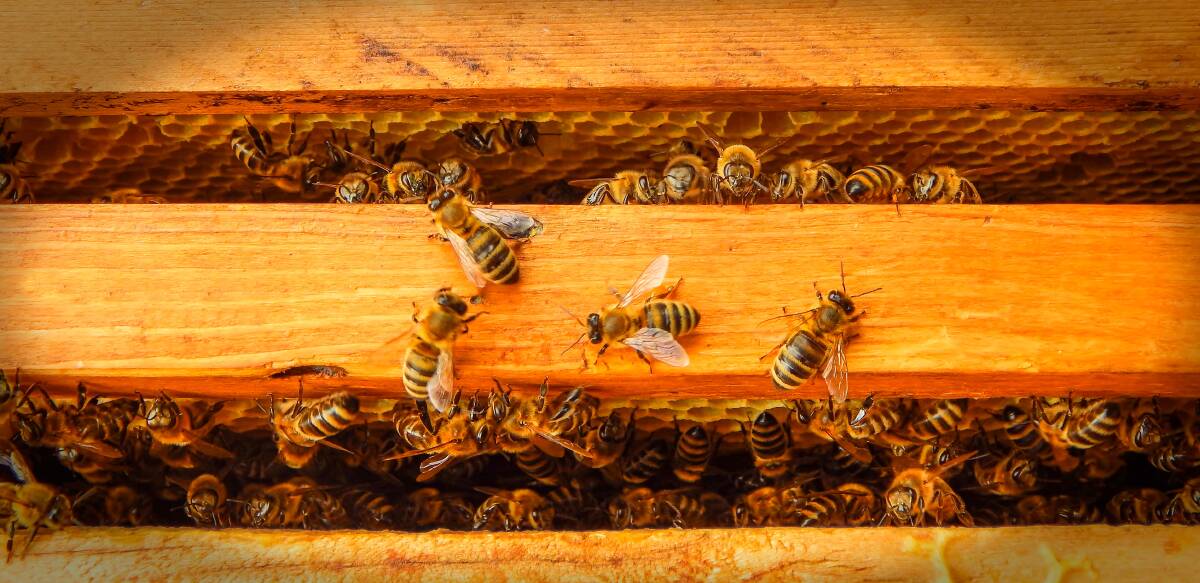 INSIGHT: Modern technology can virtually look inside a beehive without opening it. 