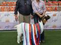 DOMINATION: Micathel Boer Goats has stolen the show in this year's Boer goat competition. Best In Show was Micathel The Grand Daughter with judge Paul Ormsby and stud owner Marie Barnes. Photo: Denis Howard 