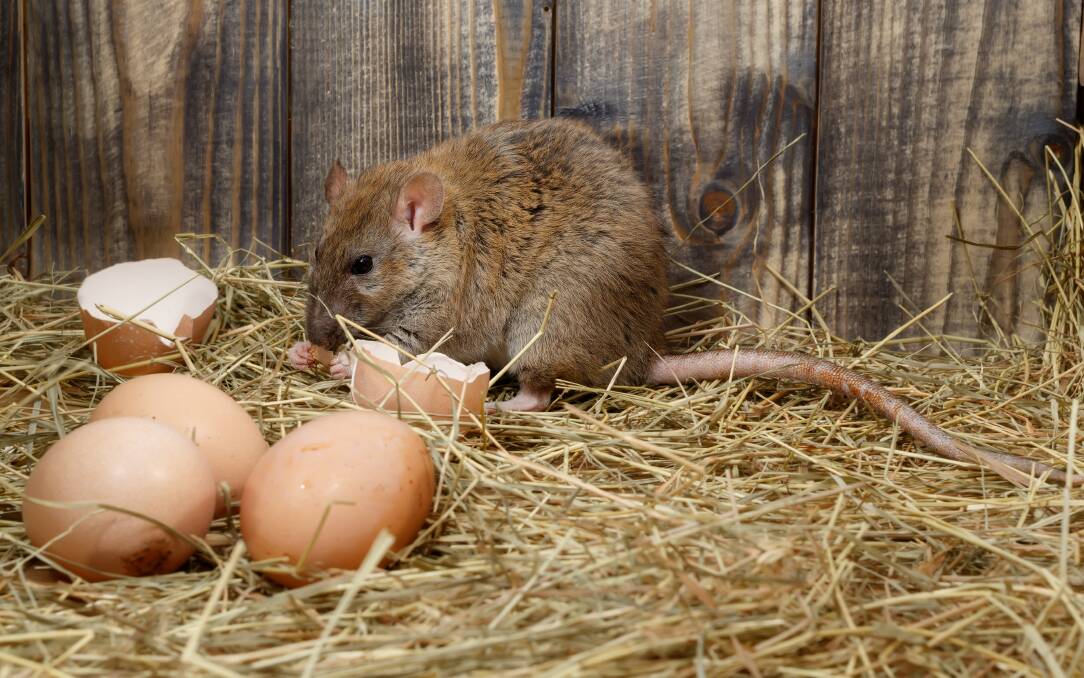 VIGILANCE: Collecting eggs every day can stop vermin like mice from getting them.