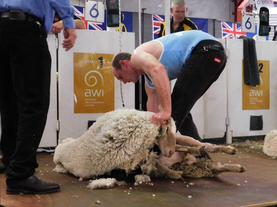 Glen Innes shearer Daniel McIntyre on his way to triumph at last year's National Shearing Championship in Perth.