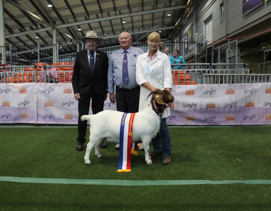 NO KIDDING: Micathel The Grand Daughter claimed her second successive Grand Champion Standard Boer Doe in the 2022 Sydney Royal Show Boer Goat Competition. A the presentation are former Goat chair, Ron Smith, judge Paul Ormsby, and Micathel Boer Goats' Marie Barnes. Photo: Denis Howard 