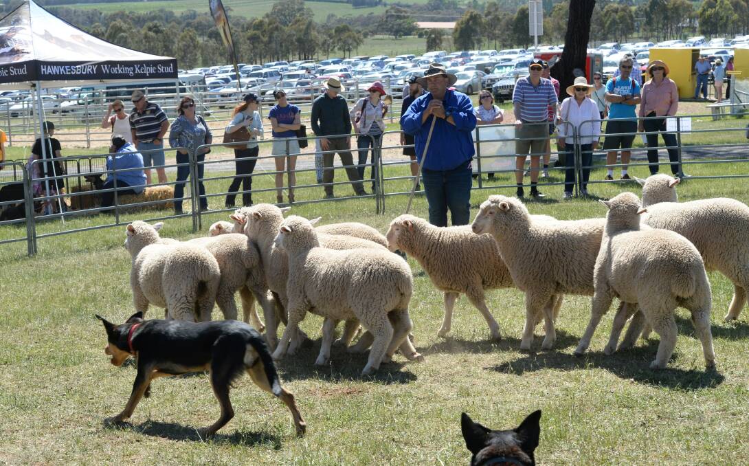 EXPERIENCE: The working dog trials will feature live commentary, sheepdogs working ducks, and sheepdog training demonstrations daily. Photo: Rachael Webb.