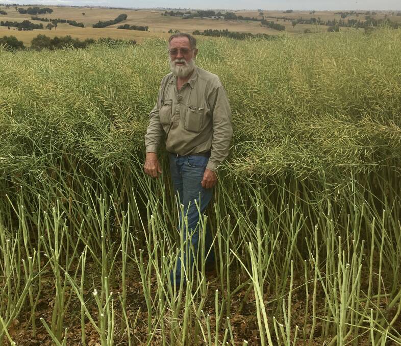 DUAL PURPOSE: John Roles believes Hyola 970CL offers many benefits on his Merino operation.