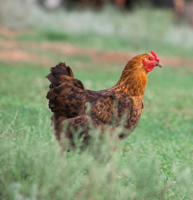 CHOOSE CAREFULLY: There are many factors to consider when selecting the right breed of chook for your household.