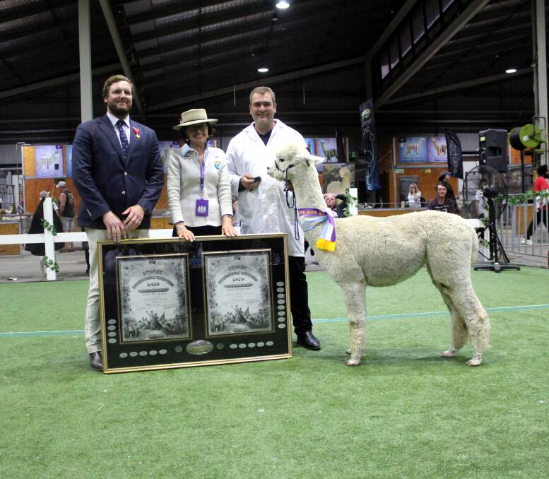 BACK-TO-BACK: Monty Hicks and chair Janie Forrest present Shane Carey and Malakai Firework with the Best Huacaya Alpaca In Show trophy. 