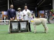 BACK-TO-BACK: Monty Hicks and chair Janie Forrest present Shane Carey and Malakai Firework with the Best Huacaya Alpaca In Show trophy. 