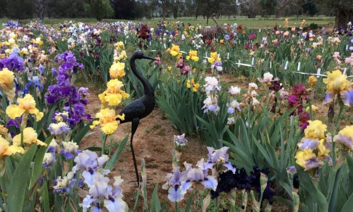 BLOOMING BUSINESS: Annette tenBroeke has applied all the skills learned at Tocal College to her iris garden business.