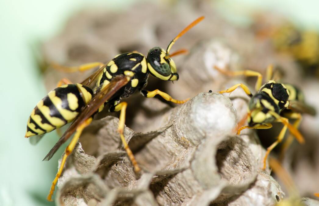 SIMILAR: Wasps like this one have very similar characteristics to bees. Photo: Shutterstock.
