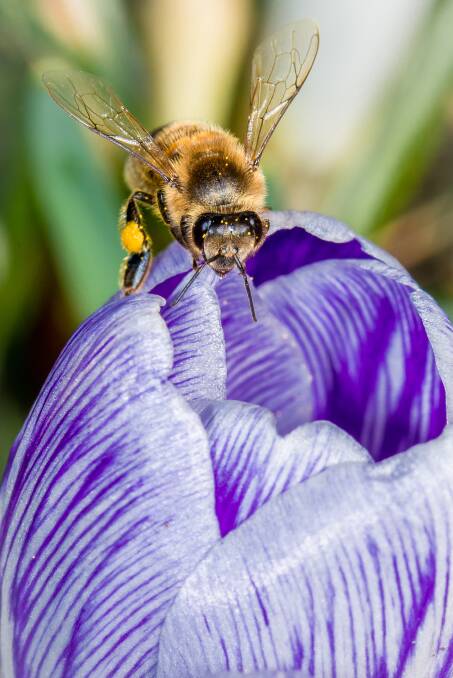 CRUCIAL: It has been said that one in every three bites of food we take depended on pollination. Photo: Shutterstock.