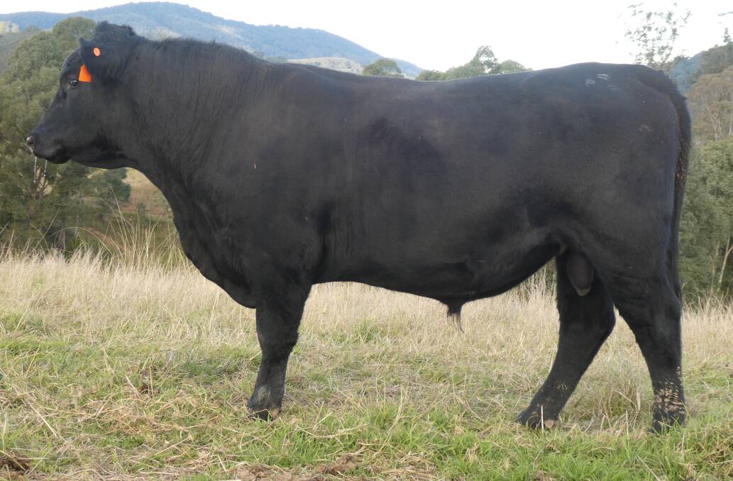 RIGHT SIZE: Charlie Denyer has enjoyed smaller birth weights and good growth from the bulls he has purchased from Corry's Glen.