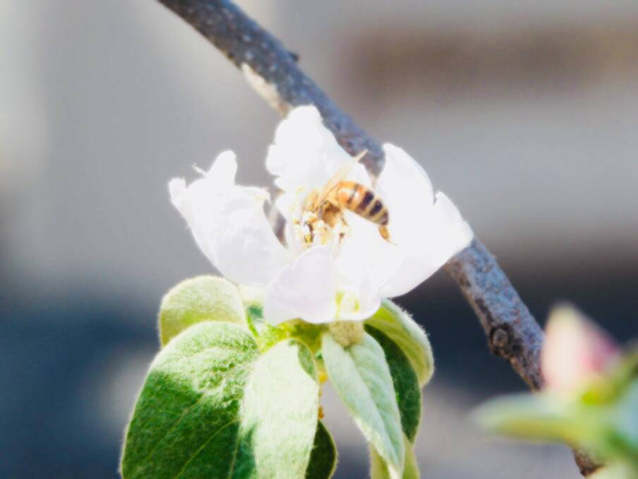 COMMODITY: Interest in bee venom has grown steadily with research looking into its benefits. Photo: Lilia Howard.
