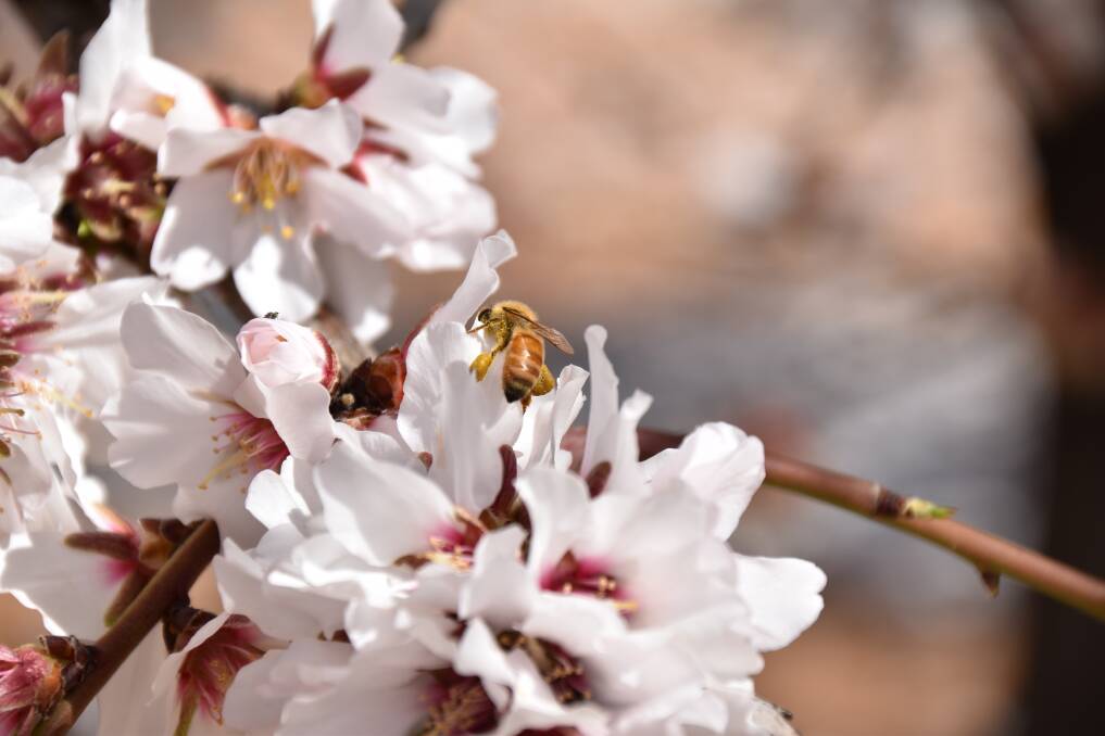 LOADED UP: A honey bee pollen forager on almond blossoms with the golden almond pollen in baskets on her back legs.