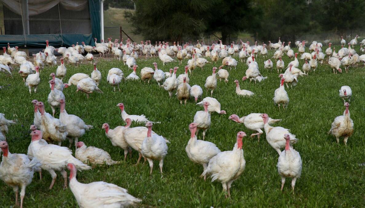 RANGING: The turkeys roam on pastures to supplement their feed.