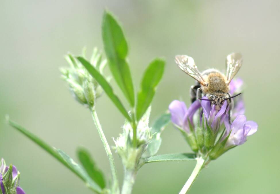CHANGE: The Australian stingless bee's real name was Trigona carbonaria, but the genus name was recently changed to Tetragonula.