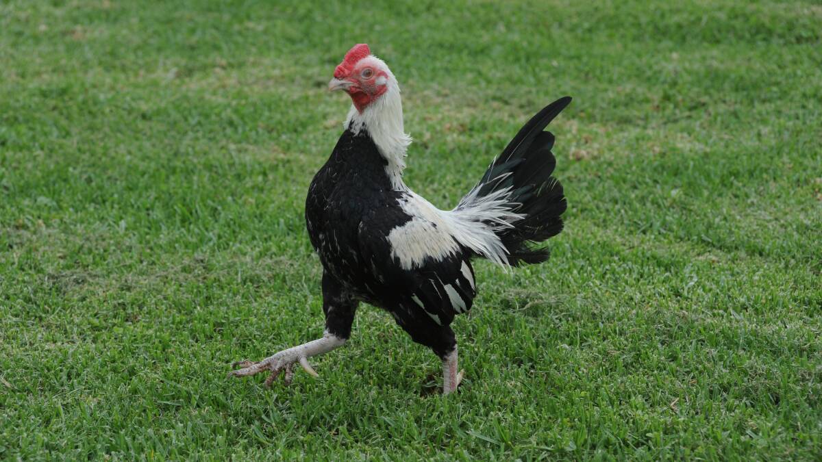 The Old English Game breed is great for shows, but may not be the best bird for the backyard.
