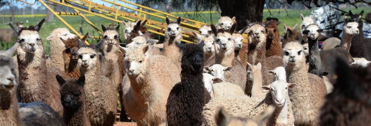 While alpaca breeding is not an overly technical process, deciding which path to take can be important. 