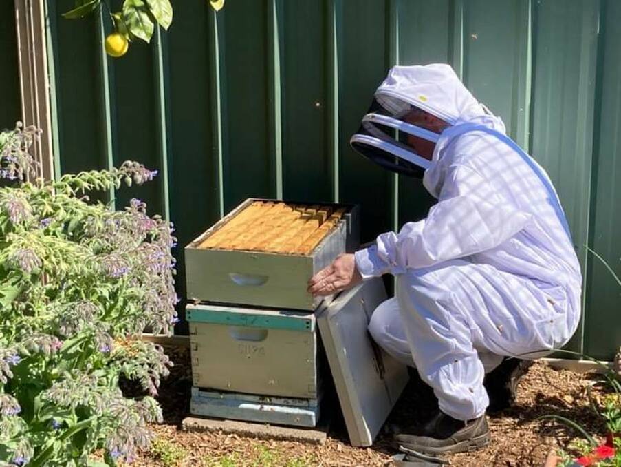 BEE CONSIDERATE: A beekeeper with a single hive in an urban backyard. Note the hive entrance faces away from the neighbours fence. Photo: Pamela Hughes
