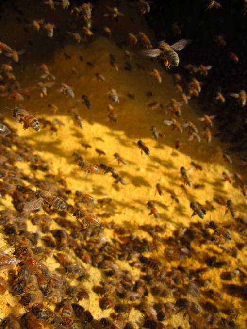 SUPPLEMENT: Honey bees collecting finely ground, irradiated pollen being open-fed in a drum. Photo: Elizabeth Frost
