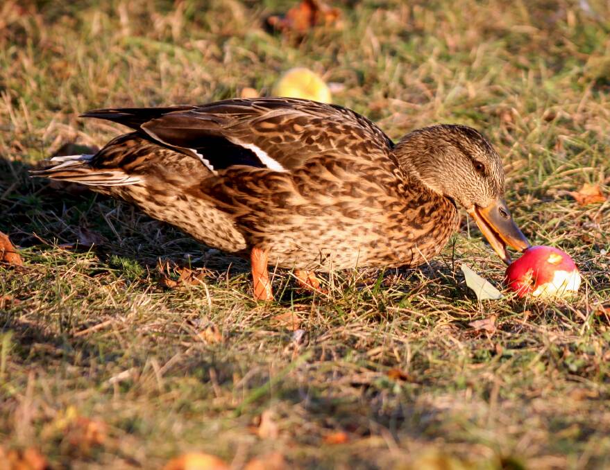 HELPFUL: Jane Major, Yass, NSW, has been using ducks for pest control in her orchard with excellent results.