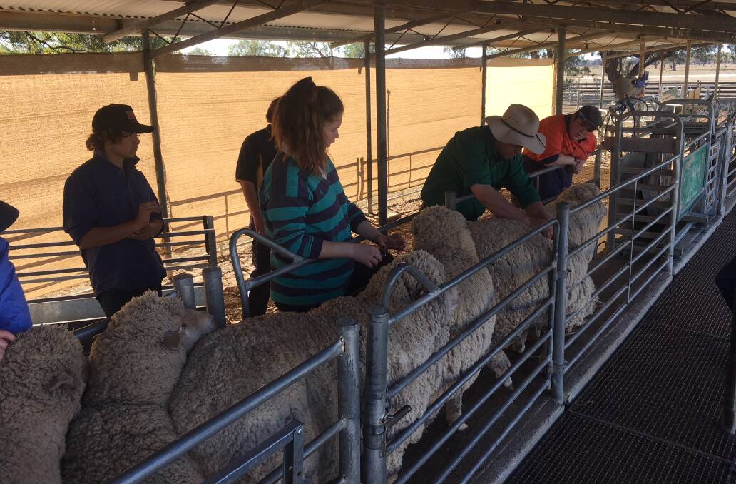 CLASSY: Mitch McAlister gives the students the basics of sheep classing, checking fibre in this shot.