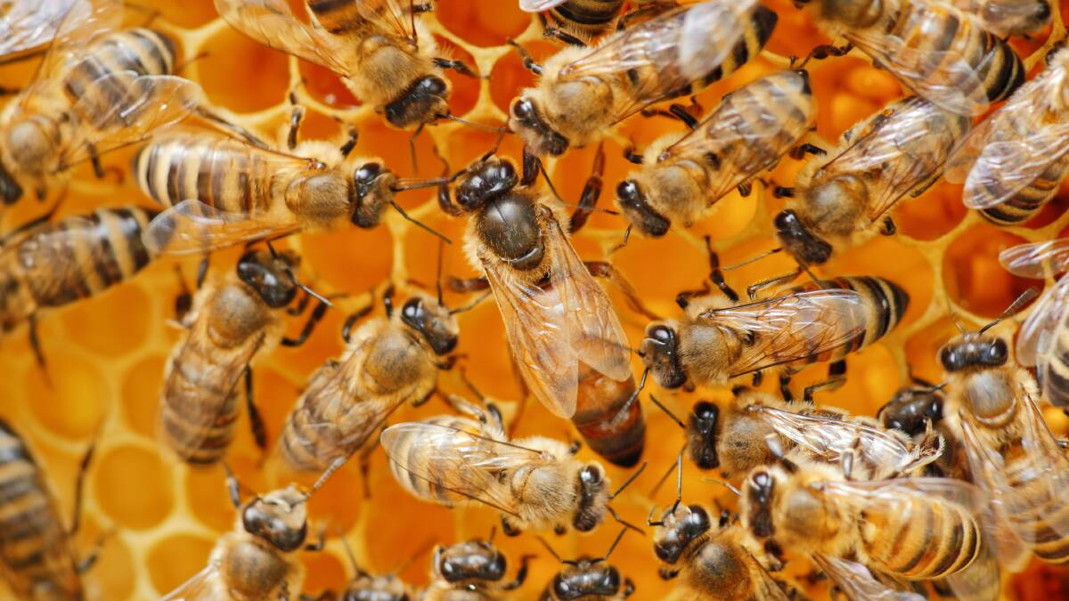 QUEEN BEE: Every bee needs the community of the hive to survive, including the queen.