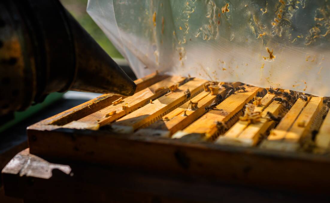 SMOKING: Calming bees before opening the hive is imperative for personal safety. Photo: Shutterstock.