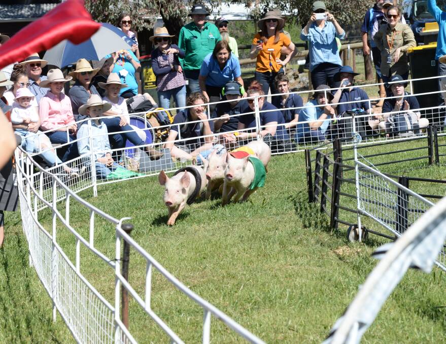 RUN: The Racing Pigs drew large crowds at last year's field days and will be in action again this year. Photo: Rachael Webb.
