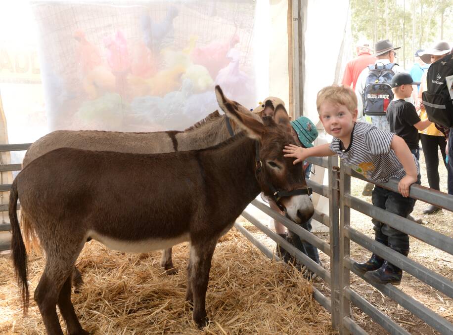 FUN FOR ALL AGES: Lincoln Gray, Broadmeadow, enjoyed a close up look at some donkeys at the 2019 Tocal Field Days.
