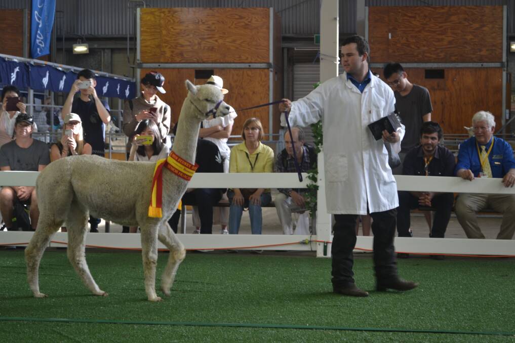 Kurtis Parker is one of six new Australian Alpaca Association apprentice judges.