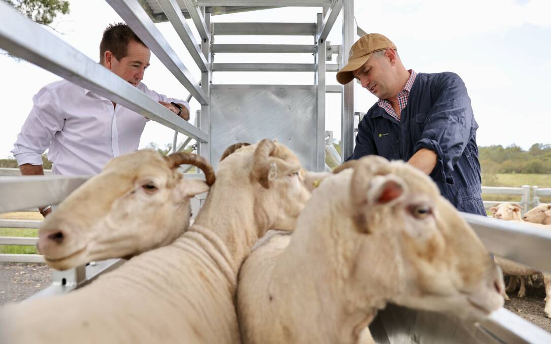 Deputy Premier Paul Toole looks on as DPI principal veterinary virologist Paul Hick doses sheep with the first ever mRNA vaccine. Picture supplied 