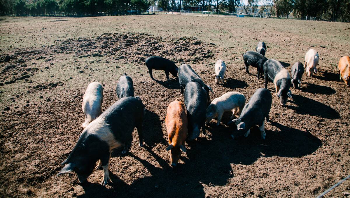 CLEAN UP CREW: Tathra Place initially used Wessex Saddleback and Tokyo-X pigs to clean up the rampant blackberry and tussock. Now it's pork is highly sought after.