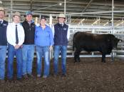 KMWL's Luke Whitty and Jack Whitty, Moogenilla Angus' Brett Stockman and Emily Sinderberry, and KMWL's Sam Parish with top priced lot from the stud's bull sale at Forbes, Moogenilla R140. Photo: Denis Howard 