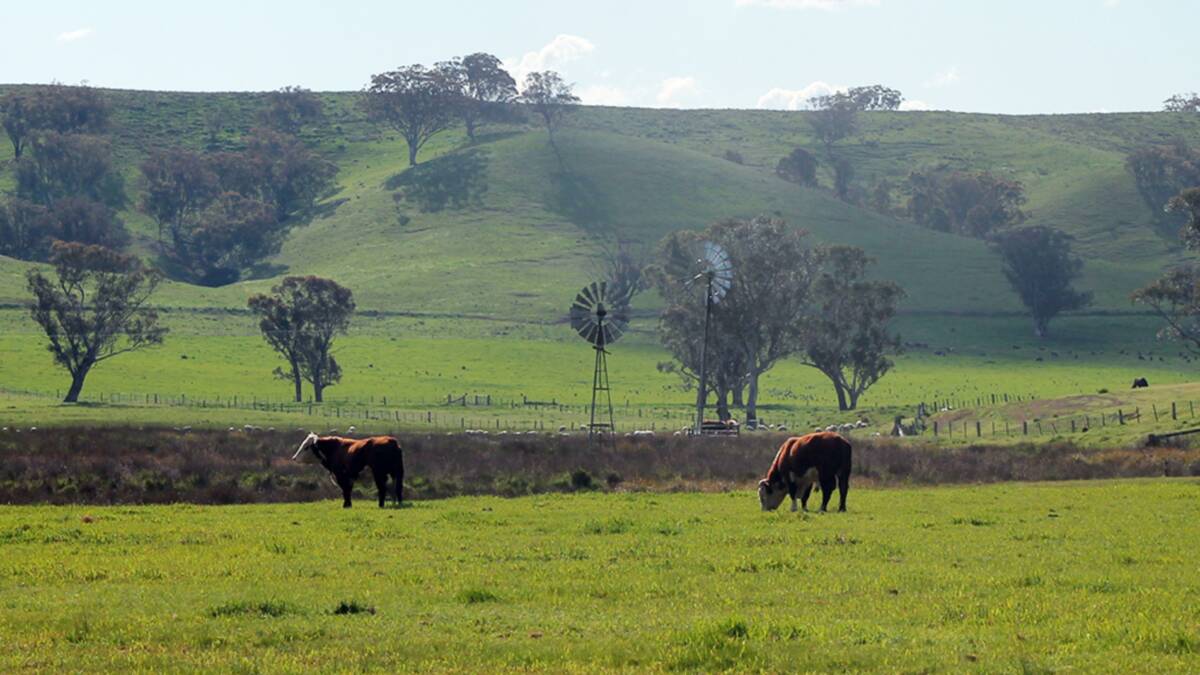 Beef and lamb powerhouse up for grabs
