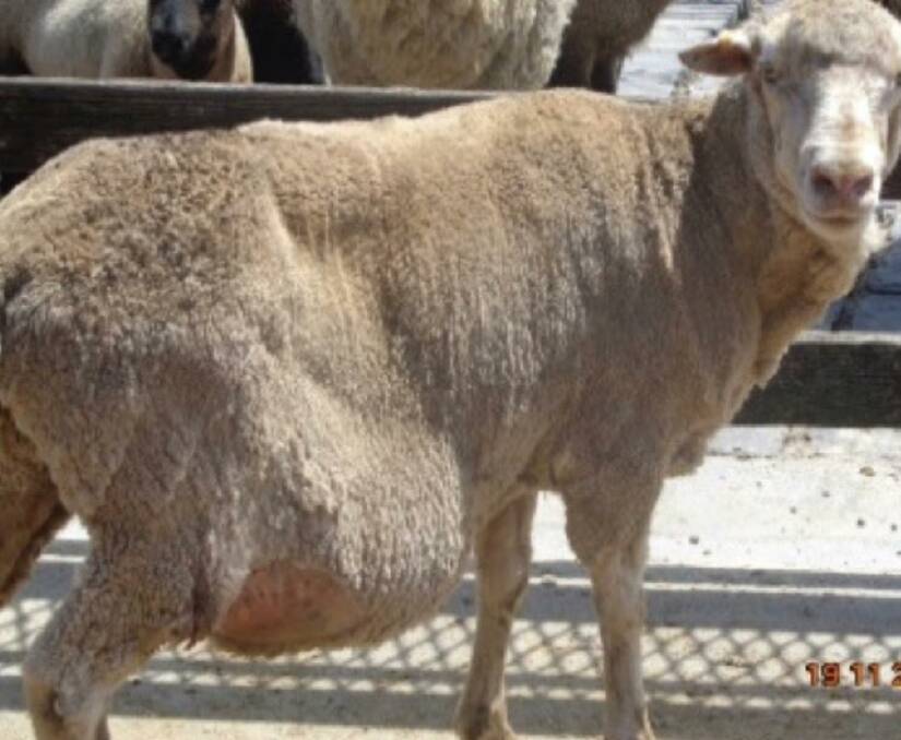 BAD GROWTH: Make sure your stock you are going to load do not have a hernia like this sheep. Photo: MLA.