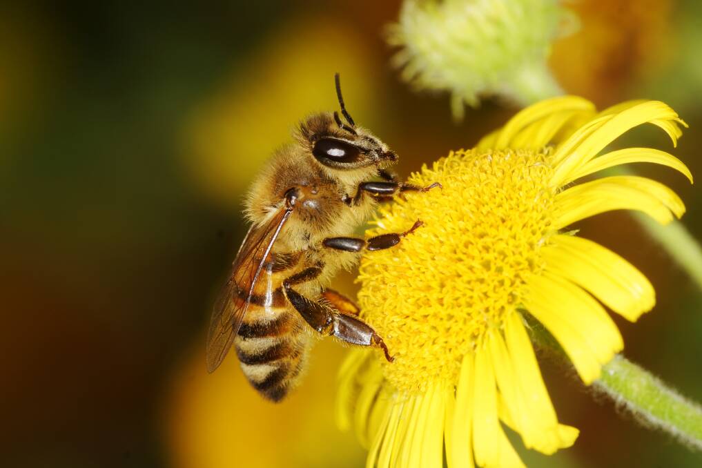 CRUCIAL: A recent study showed honey bee visits constitute one third of all insect sightings, confirming its importance in horticulture and agriculture.