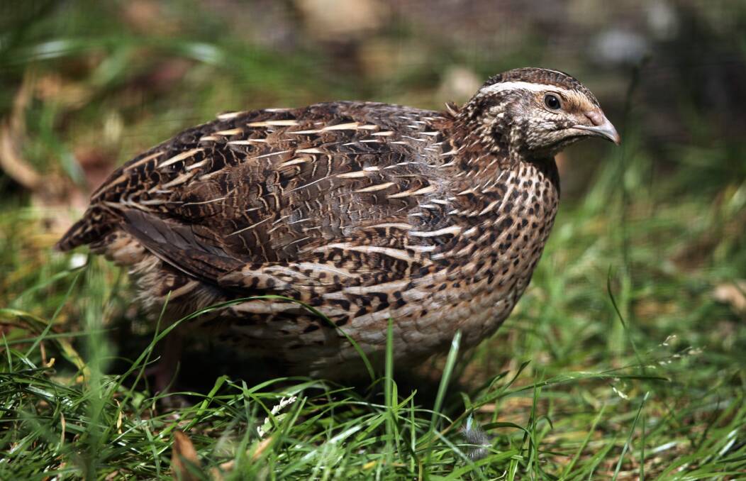 DIFFERENT: Japanese Quail can be ideal as an entry into keeping birds that produce. 