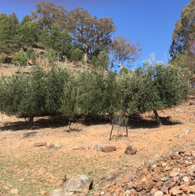 LOOKING GOOD: Despite appearances, the olive grove at Billagal struggles to produce any fruit.