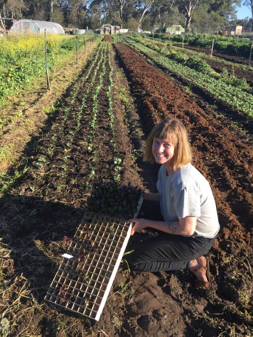 SOWING: Chloe Fox holds a tray of pumpkin seedlings at Somerset Heritage Produce, Seymour. 