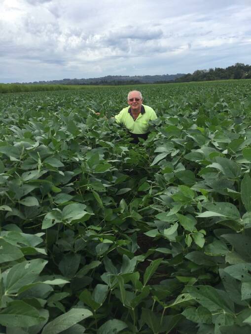 Tweed Valley producer Robert Quirk in a paddock of very good soy beans. Mr Quirk said this paddock was an acid scald with high salt levels.