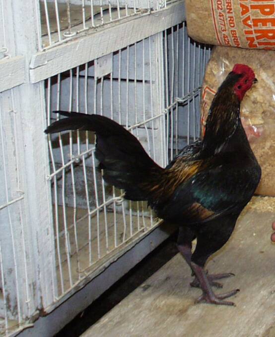 FIGHTING FIT: An Australian Pit Game hard feather bantam.