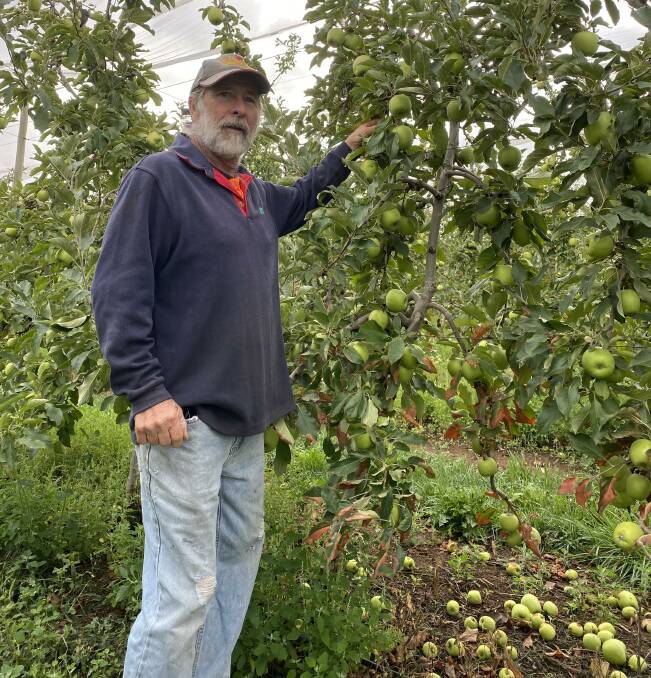 CONSOLIDATING: Wilgro Orchard owner Ralph Wilson is looking to bounce back after the fires.