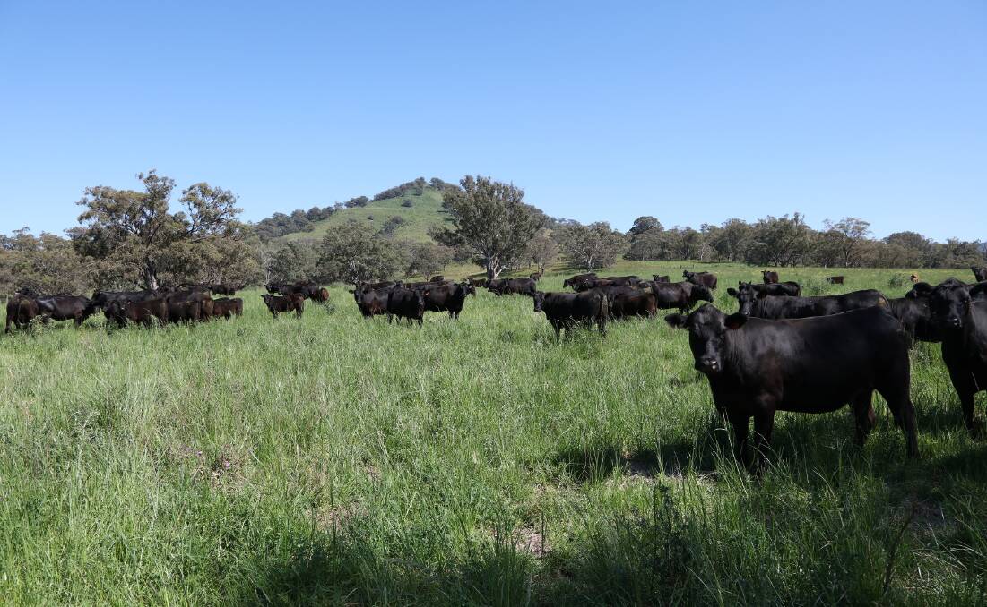 Large-scale cattle nursery