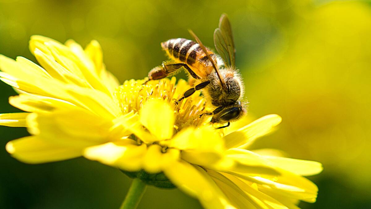 TAXING: Bees will fly up to five kilometres if they have to, but flying such a distance with a load consumes a lot of energy.