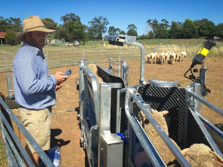 Owner of a livestock contracting business based in Coolamon, Ben Priest has now processed 100,000 sheep in eight months with the help of the Clipex sheep handler.