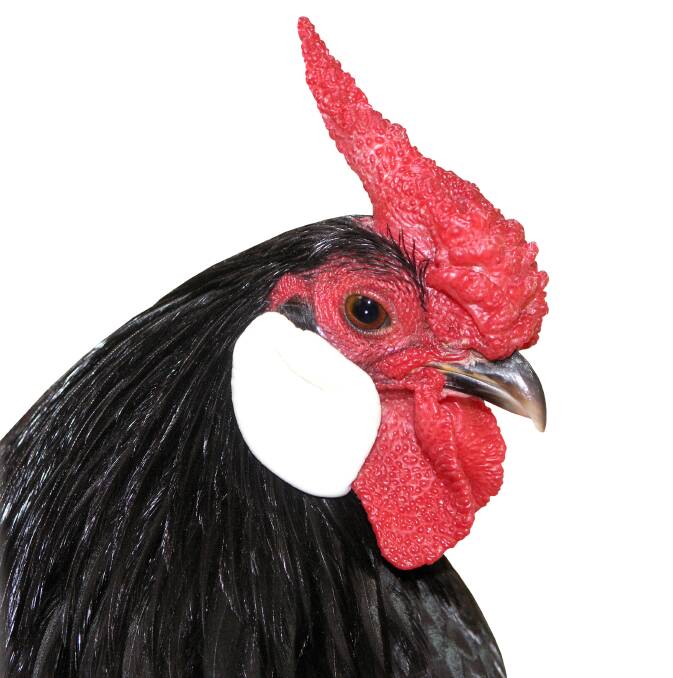 RESPLENDENT: The Rosecomb is a glorious of show bird which stands out in the show pen.