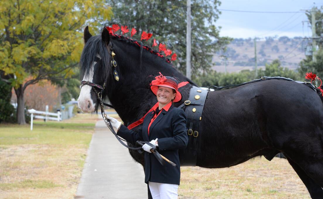 Jutta Irvine, Tullymore Clydesdale and Shire horse stud, Merriwa, with Rosemoore Archie, who will be on show at the Mudgee Field Days. Photos: Rachael Webb.