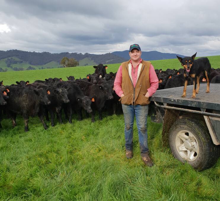 CONDITIONED: Chris Burton at Clear Springs, Jingellic, NSW, is a firm believer in keeping body condition on his cows. 