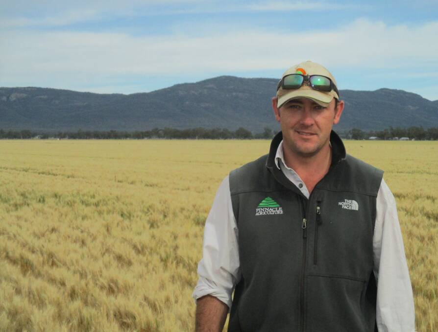 Gunnedah agronomist Andrew Ceeney believes Mustang gives growers another option for late sowing varieties.